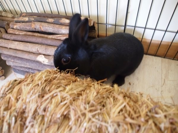 Prince, petit lapin noir-[adopté] Prince4-7420a