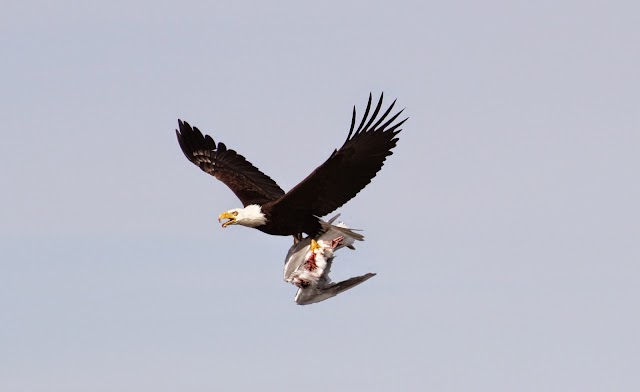 SpringTide Whale Watching & Eco Tours