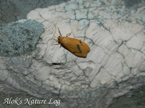 Erebidae, Arctiinae, Lithosiini (Lithosiina), c.f. Dolgma angulifera