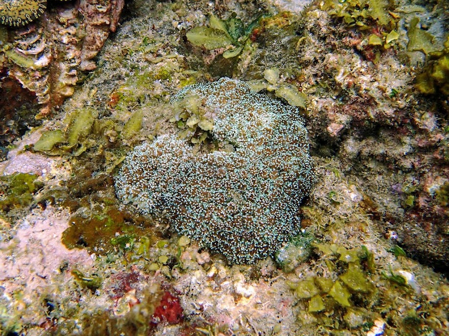 Galaxea astreata (Galaxy Coral), El Nido, Palawan, Philippines.