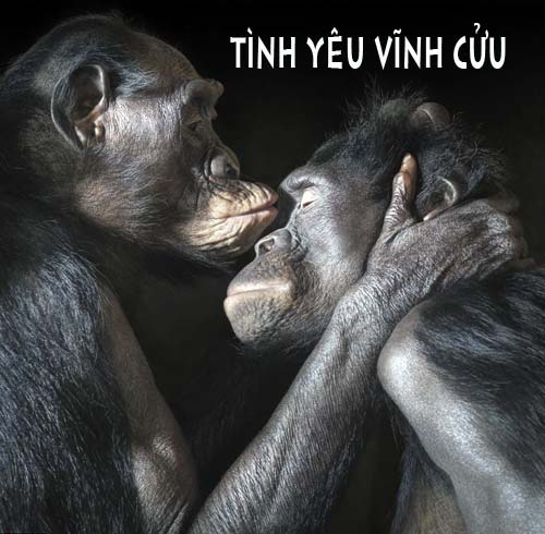 Ảnh vui, hài hước về họ hàng nhà Khỉ Ảnh vui, hài hước về họ hàng nhà Khỉ