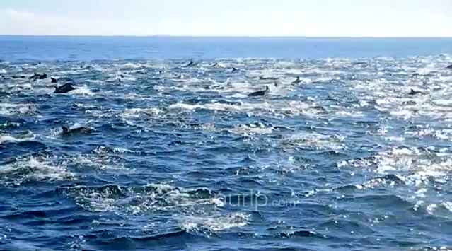 Super-Pod of Dolphins – Video