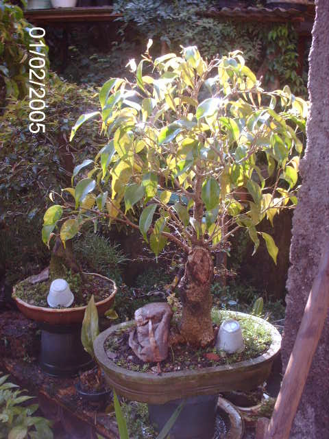 Ficus Benjamina... PICT0863