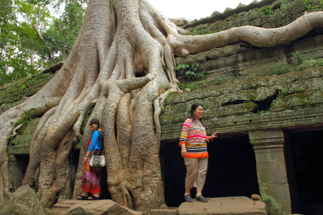 Mighty tree trunk at Ta Prohm