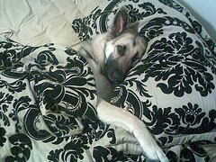 hund bett oder schlecht hund bett oder schlecht