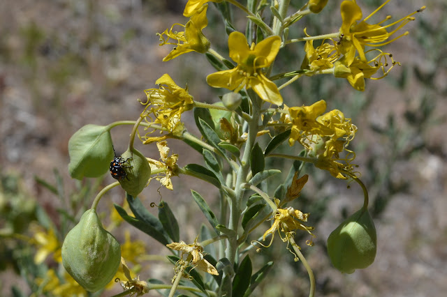huge, airy seed pods hanging from yellow flowers and a bug