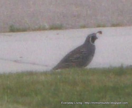 photo of a quail walking along the driveway
