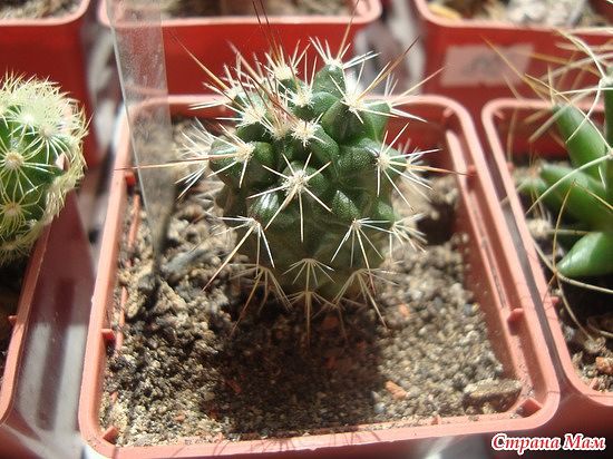 мой райский сад:) - Страница 8 Mammillaria%2520beishelii