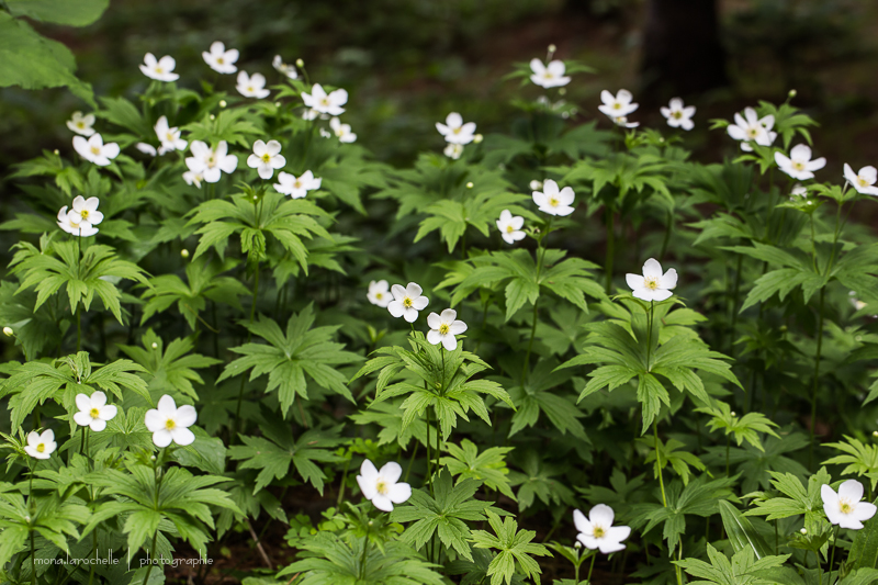 Anemone sylvestris Macrantha Anemone-sylvestris-macrantha-130618-119rm