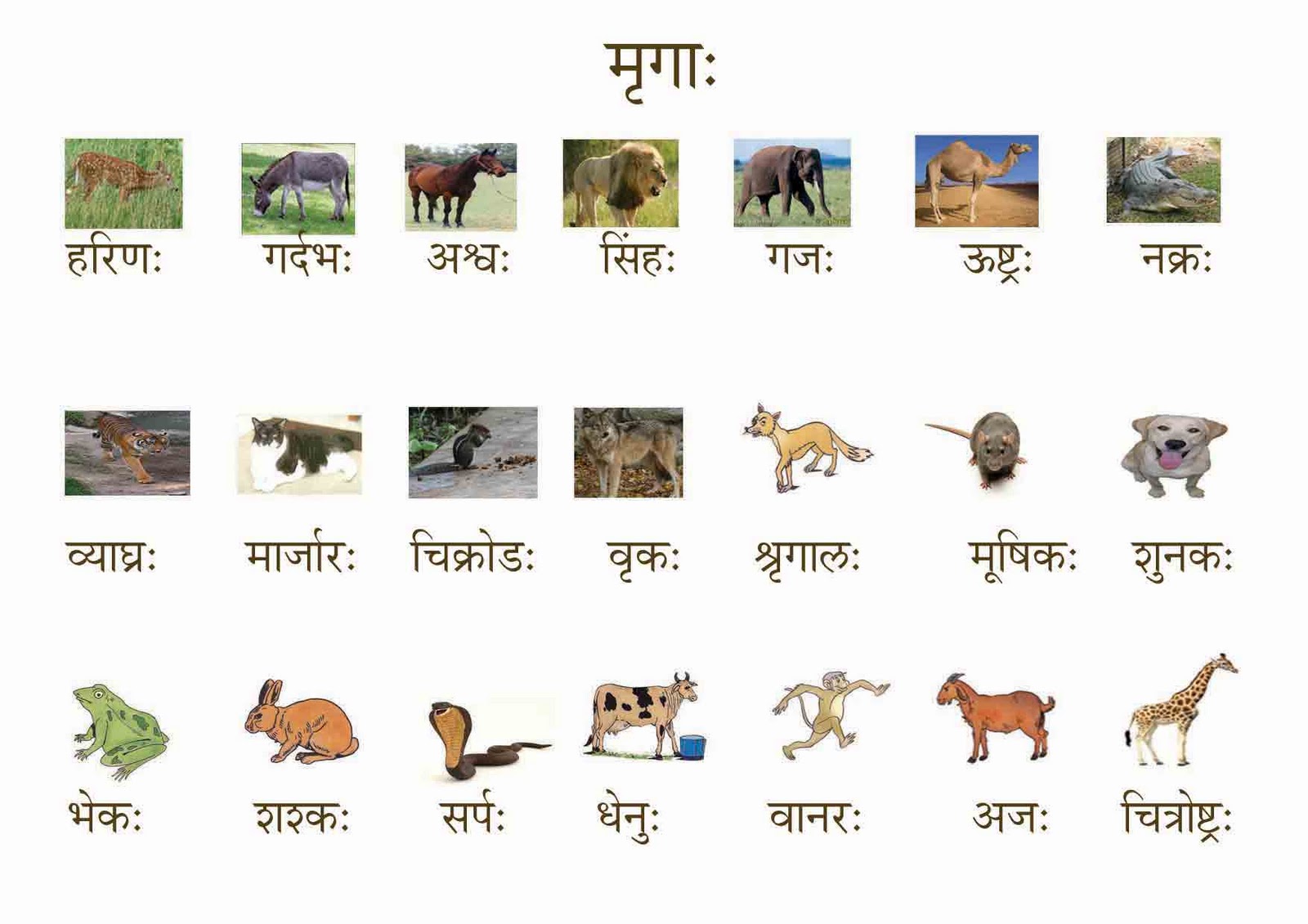 Animals Name In Sanskrit And Hindi Lock Screen Wallpa Vrogue co