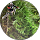 frober30