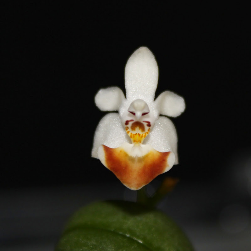 Phalaenopsis Sacha (parishii x malipoensis) IMG_0647