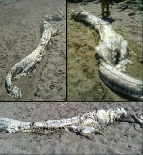 Horned Sea Monster Is Just A Shark Skeleton