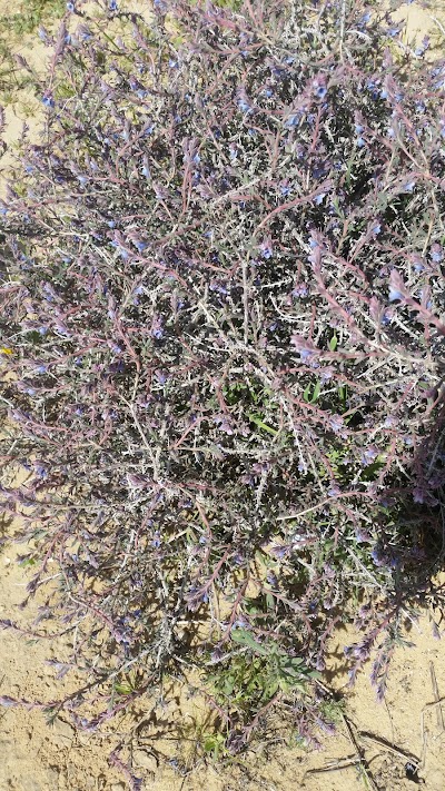 Photos of Irus Yeruham Reserve
