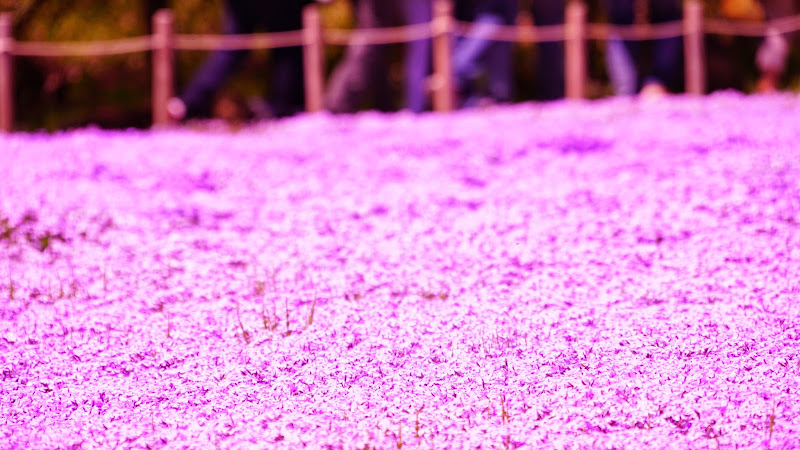 富士芝桜まつり 写真2