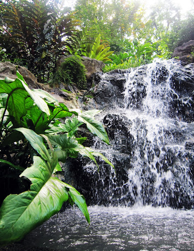 Waterfalls at the Ginger Gardens