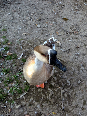 Feeding 25 cents worth of corn kernels to geese and ducks at Fly Creek Cider Mill, like this duck with a fro