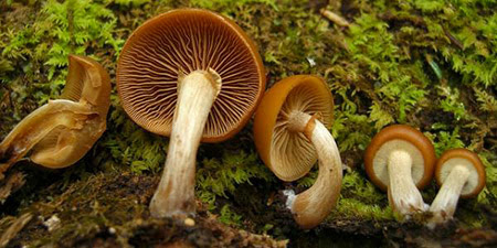 avvelenamento da funghi funghi velenosi
