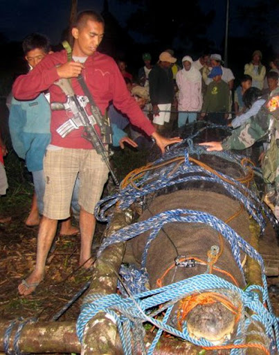Buaya Raksasa Seberat 1 Ton Tertangkap Hidup-Hidup