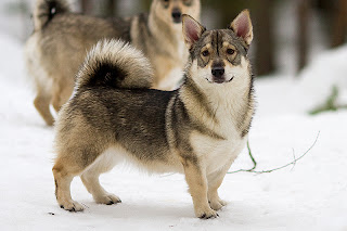 Konnunkodon Swedish Vallhunds - Västgötaspets: Our dogs