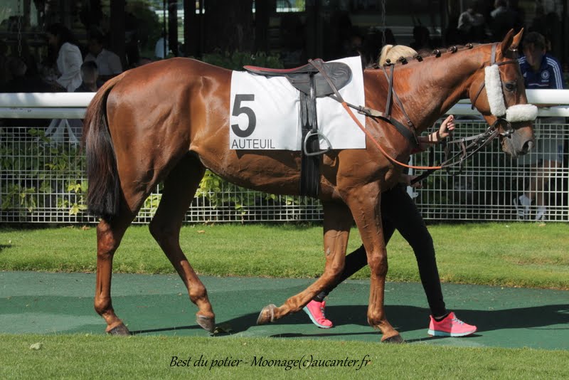Photos Auteuil 7-06-2015 Journée Grande Course de Haies - Page 3 IMG_1753