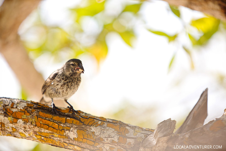 Charles Darwin Finches.