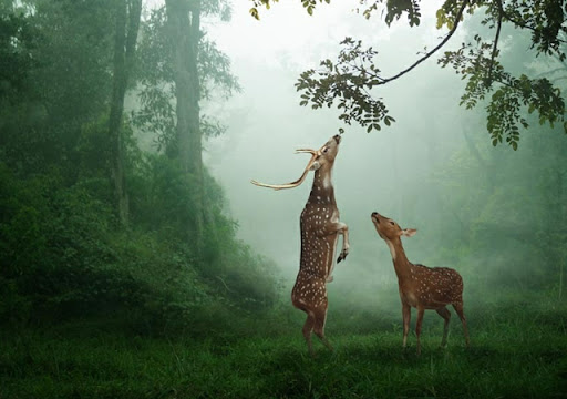 Cute Photographs of Deers01