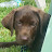Brittany Prischak avatar image