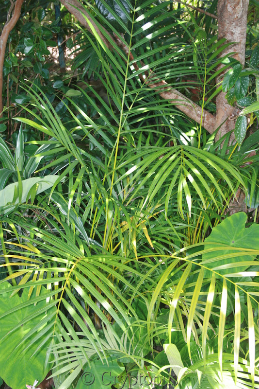 Futur jardin d'orchidées!!! - Page 2 IMG_3686
