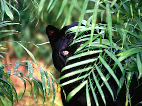 Wildlife Photos of Leopard