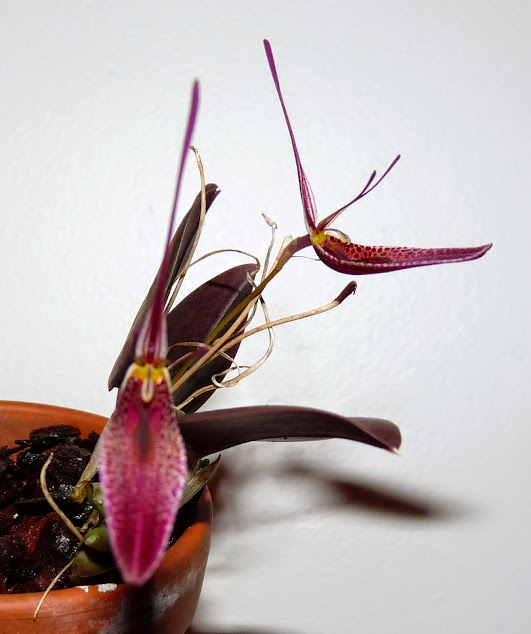 Restrepia condorensis P1430060