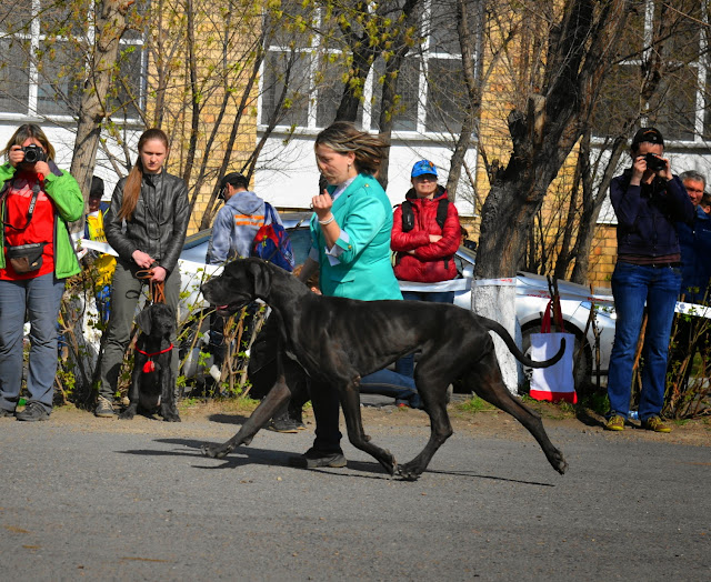 Кубок Аризоны-14(ПК)+ЧРКФ, Красноярск, 27 апреля 2014 DSC_5607