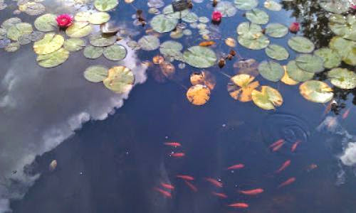 Guided Visualisation Fish In A Pond