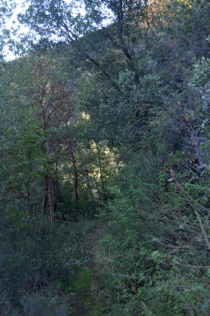 trail with green stuff encroaching