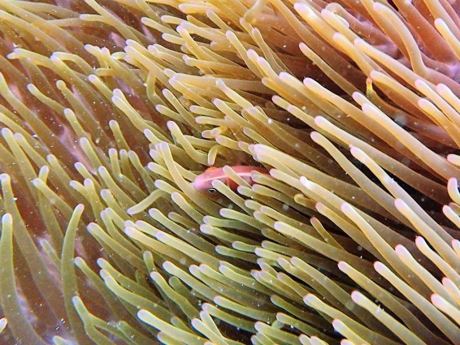 Amphiprion perideraion (Pink Skunk Clownfish) with Heteractis magnifica (Ritteri Anemone), Miniloc Island Resort reef, Palawan, Philippines.