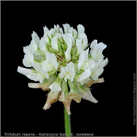 Trifolium repens leaf inflorescence - Koniczyna biała, k. rozesłana kwiatostan