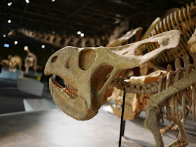Juvenile Protoceratops