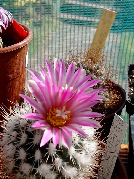 Cactus en fleurs IMG_20140406_105128
