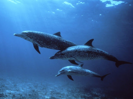 Spotted Dolphins, Bahamas.jpg