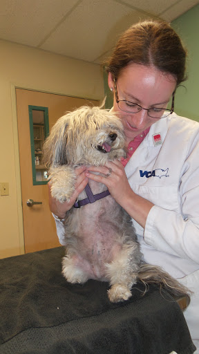 Animal Hospital «VCA Vets & Pets Animal Hospital», reviews and photos