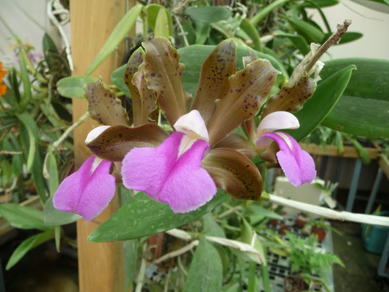 Cattleya bicolor P1160070