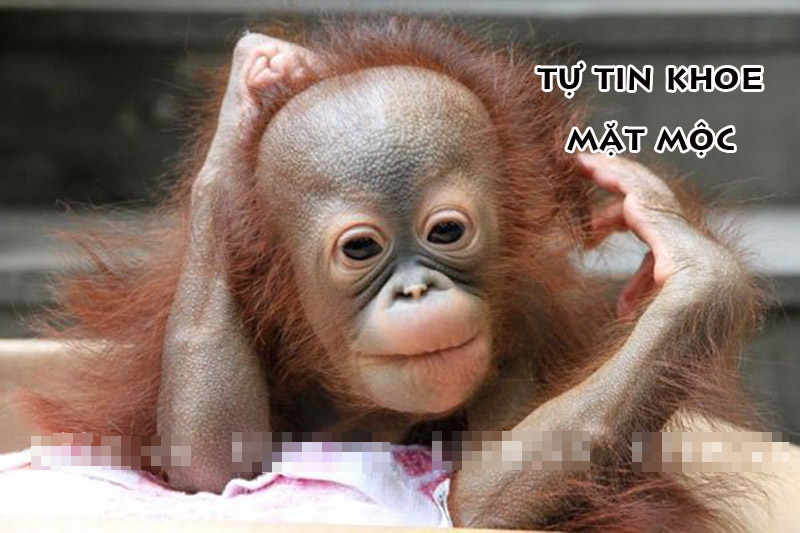Ảnh chế họ hàng nhà khỉ thật bá đạo Ảnh chế khỉ dễ thương