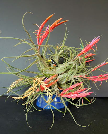 Tillandsia caput-medusae DSCN1409