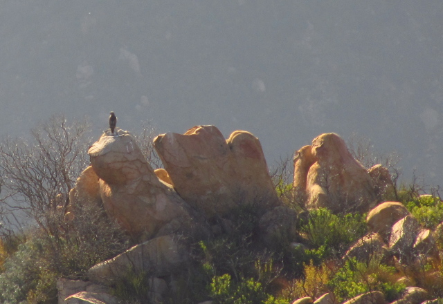 hawk on some rocks