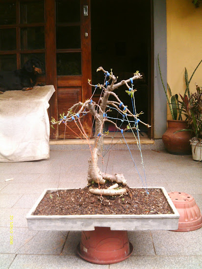 Baobá para treinamento... IMAG0357