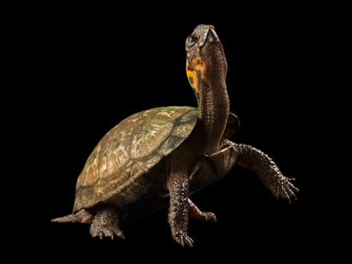 coluna zero, fotografia, photo, foto, national geographic, rare, joel sartore, extinction