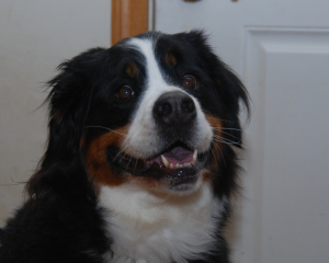 #adopttheinternet: Telli the Bernese Mountain Dog