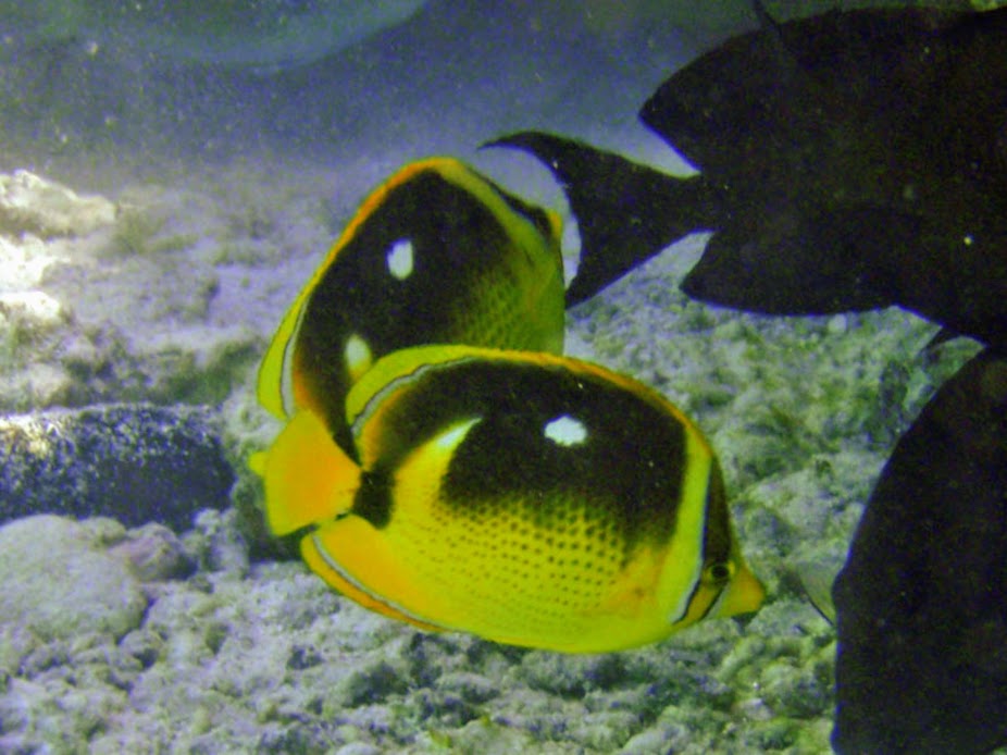 Chaetodon quadrimaculatus (Fourspot Butterflyfish), Aitutaki.
