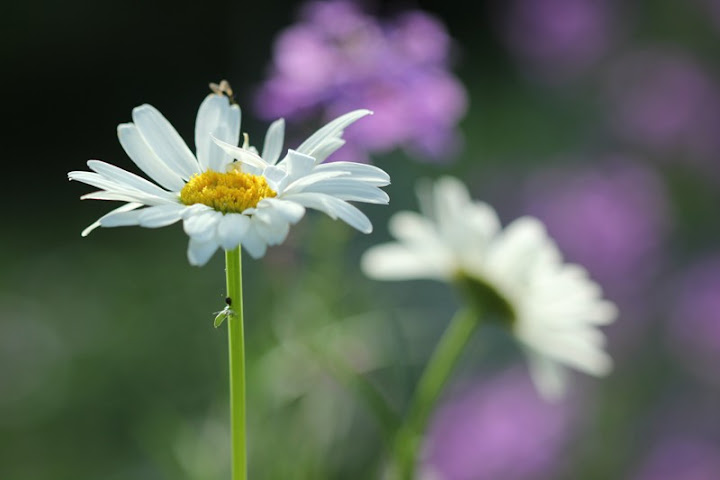 Douce marguerite... IMG_1277