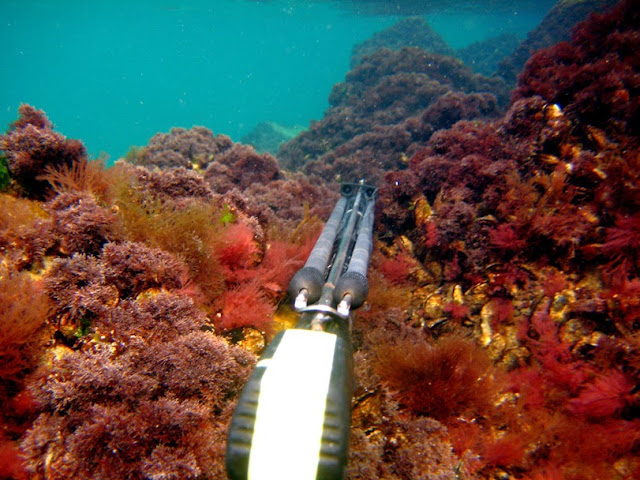 Подводна фотография IMG_0036